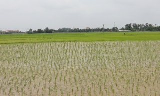 Bắc Ninh phấn đấu gieo trồng vụ Xuân năm 2026 đạt 91.880 ha